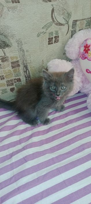 Котята бесплатно