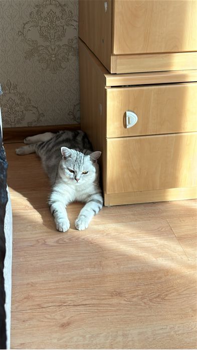 Ищем кошку для вязки