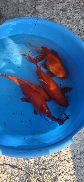 Krap koi,carasi japonezi