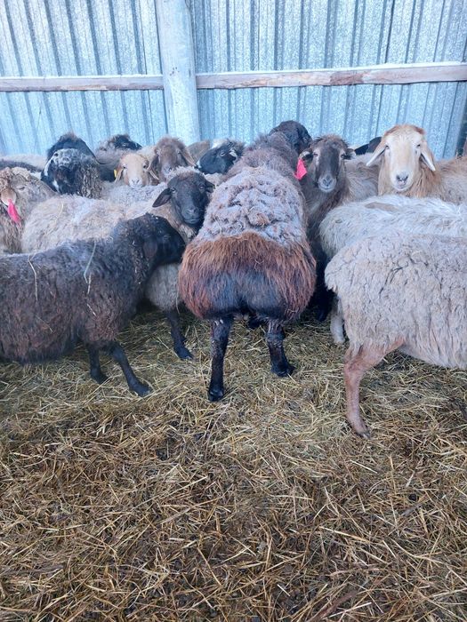 Продам барана гисара