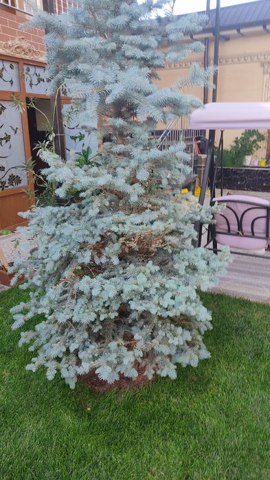 Archa kesish VA parvarish qilish