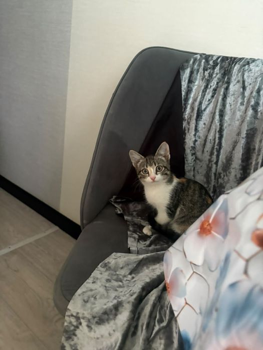 Отдам даром кошку в добрые руки