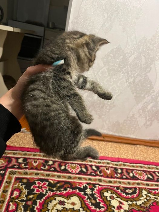 Британские котята