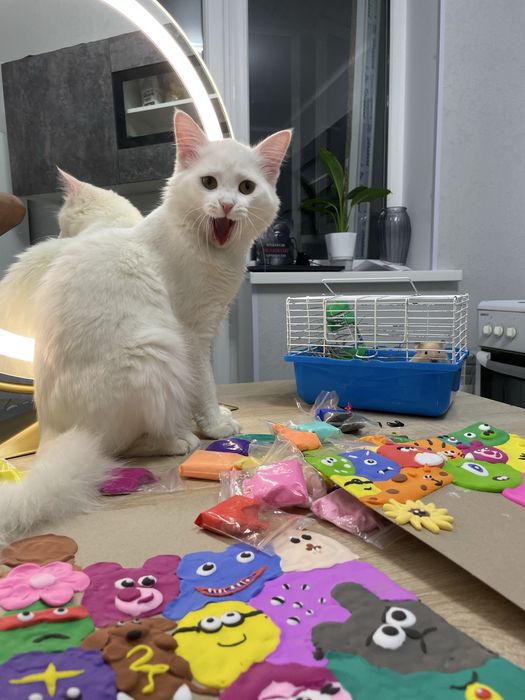 Ищем кошку для вязки