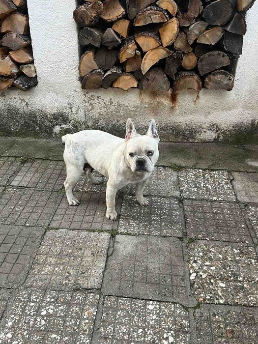 Френски булдог женски