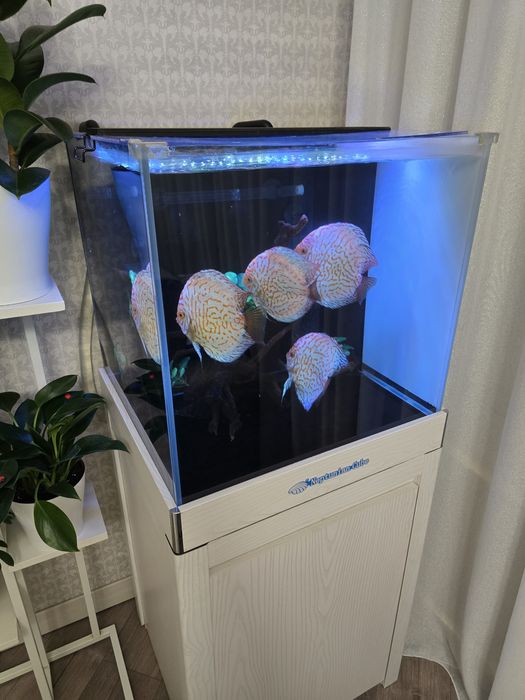 Продам взросдых дискусов