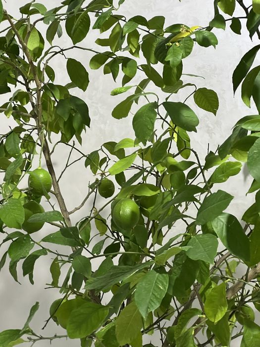 Домашнее лимонное дерево с плодами