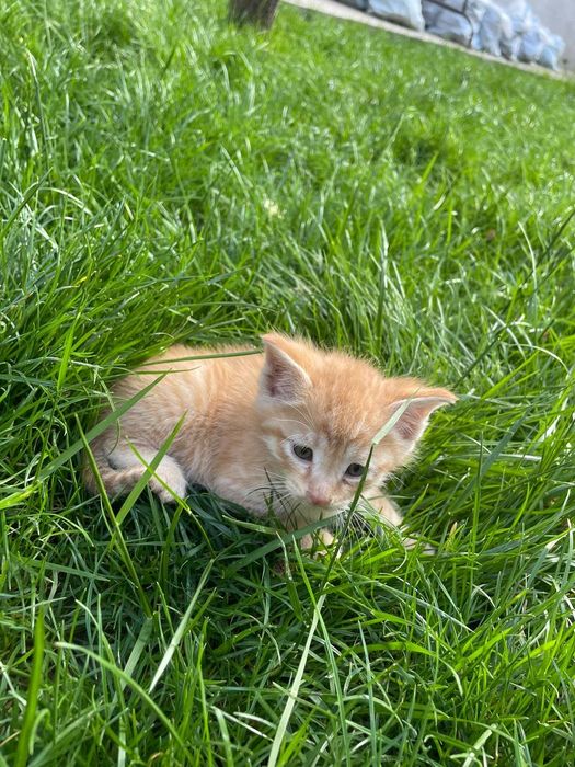 Turk angora mushuk sotiladi 1 oylik bolasi