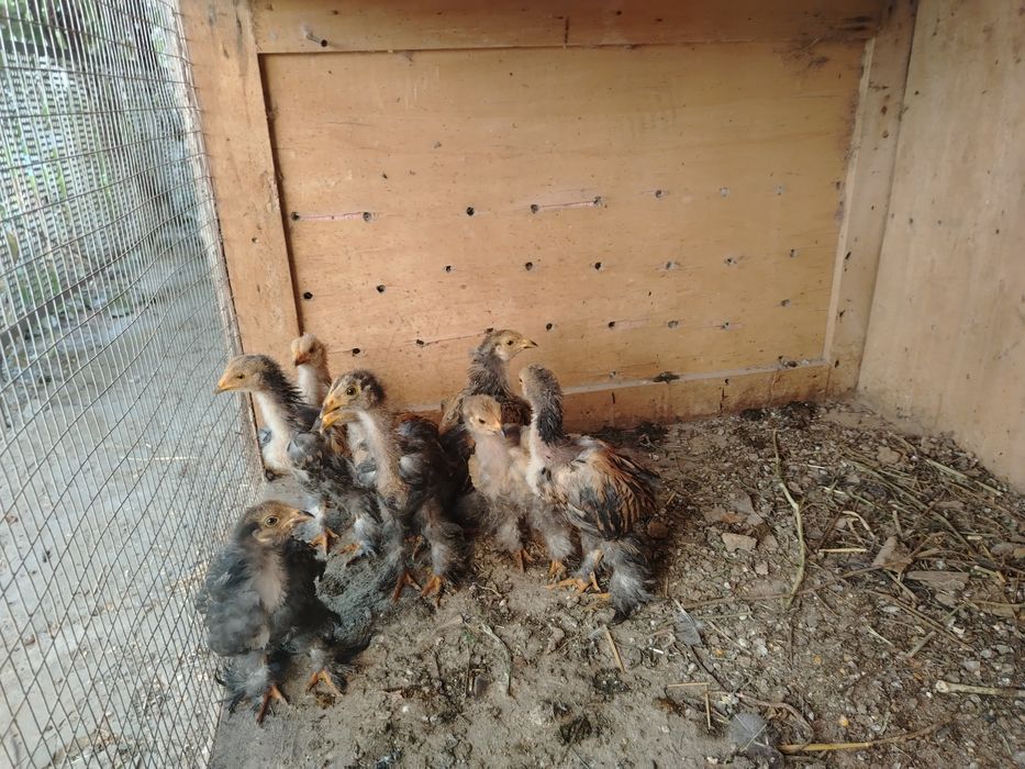 БРАМА Палвий Пух Жужалари 2 Ойли