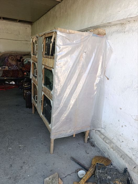 Товук Кате сотилади