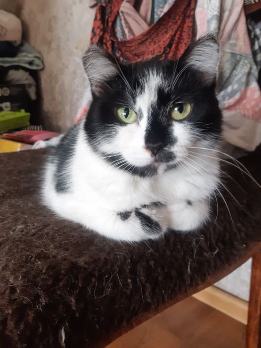 Кошечки стерилизованные