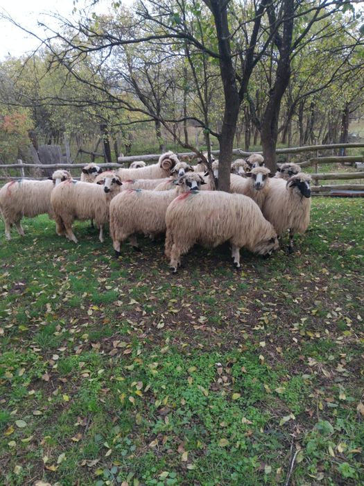 Vând 15 Mioare frumoase. Romos • OLX.ro