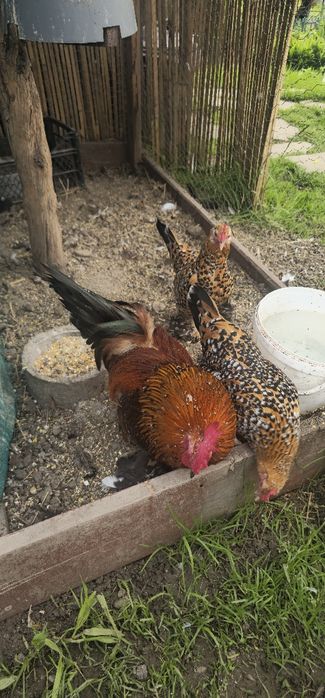 Mii de Flori porțelan