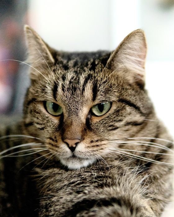 Кроткият Рико на 2,5 г. търси дом, кастриран