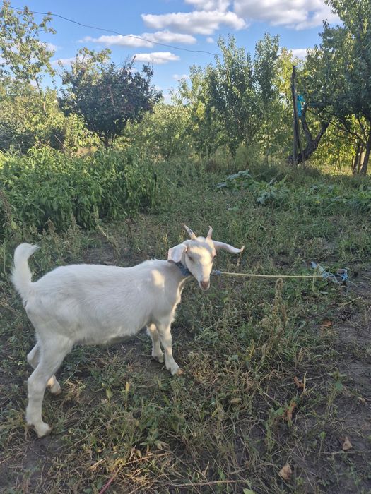 Vând capre  cu lapte