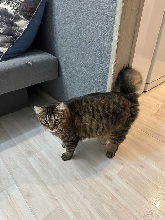 Отдам Кота в хорошие руки