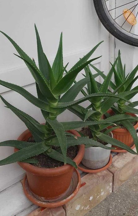 Plante Aloe Vera diferite dimensiuni