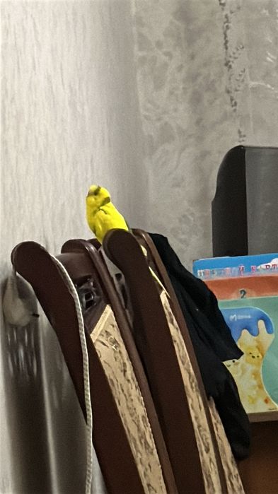 волнистый попугай