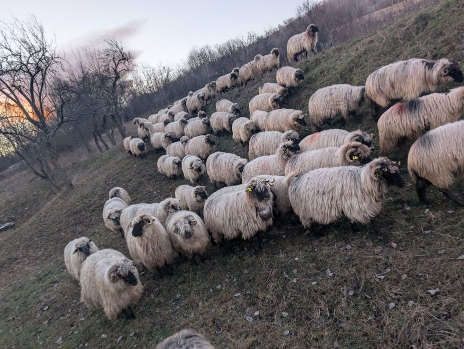 Oi bucălai de vânzare