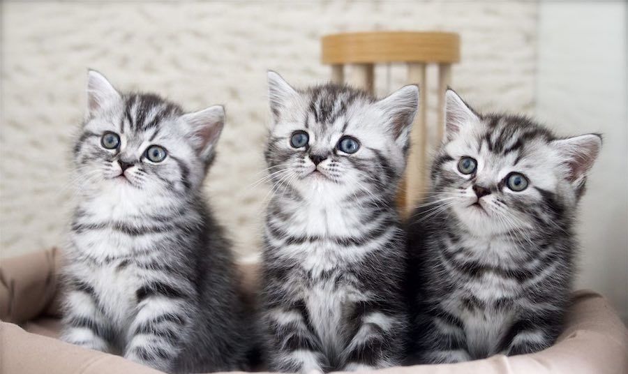 Красивейшие Мраморята и Вискасы