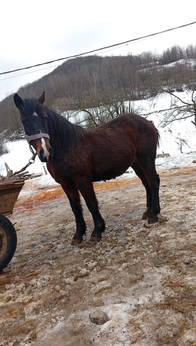 De vânzare mânz castrat