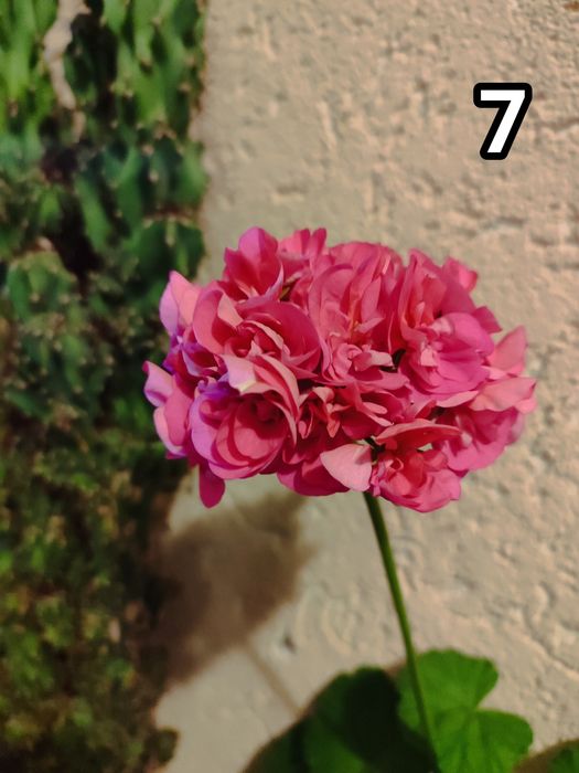 Мушкати, цветя за дома и градината.