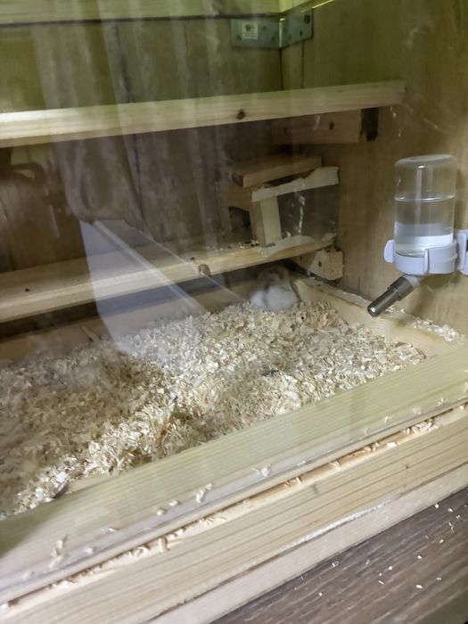 Hamsteri si cusca completa spatioasa