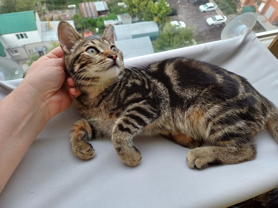 Котёнок Дионис - счастье в Ваш дом