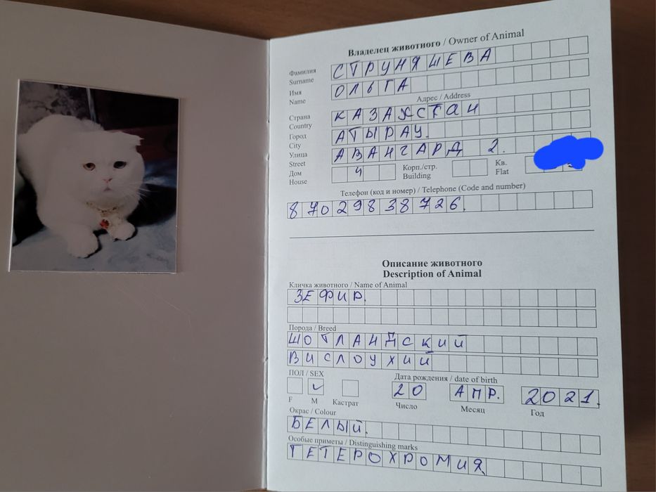 Вязка кот шотландский вислоухий