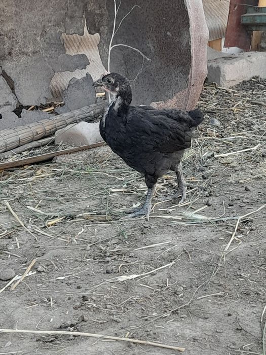 Qorashagzoda jojalar sotiladi