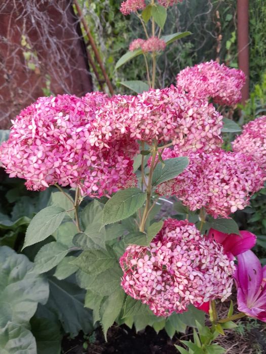 Продам многолетники