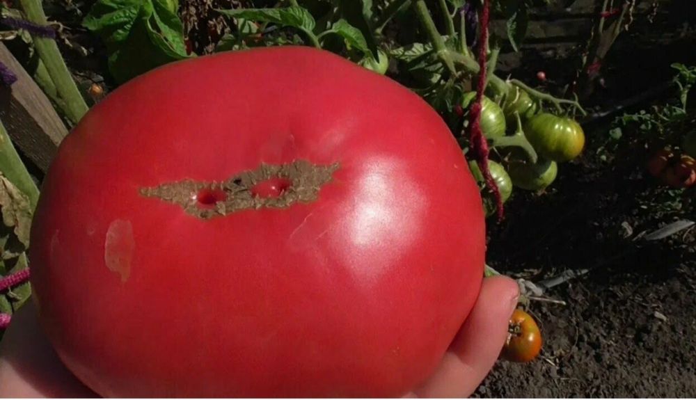 Томат Юсуповский розовый семена