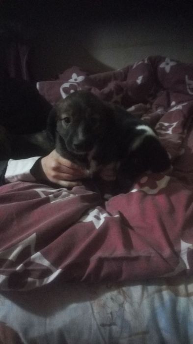 Пристройство в хорошие руки