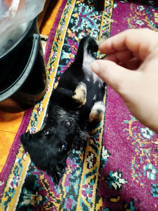 Срочно отдам щенка