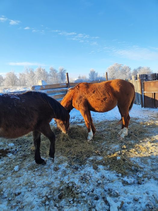Продам лошадей, две кобылы и полторашка