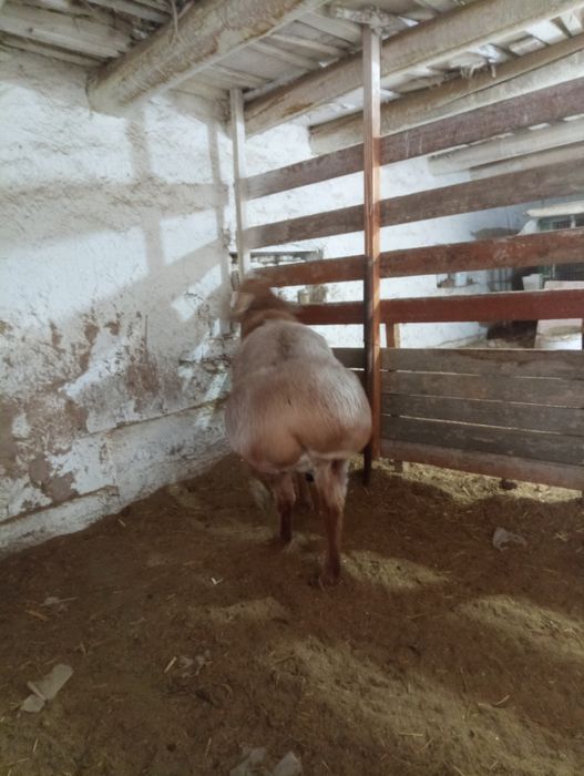 80линали арашан қўчқор сотилади. Нархи 12 млн