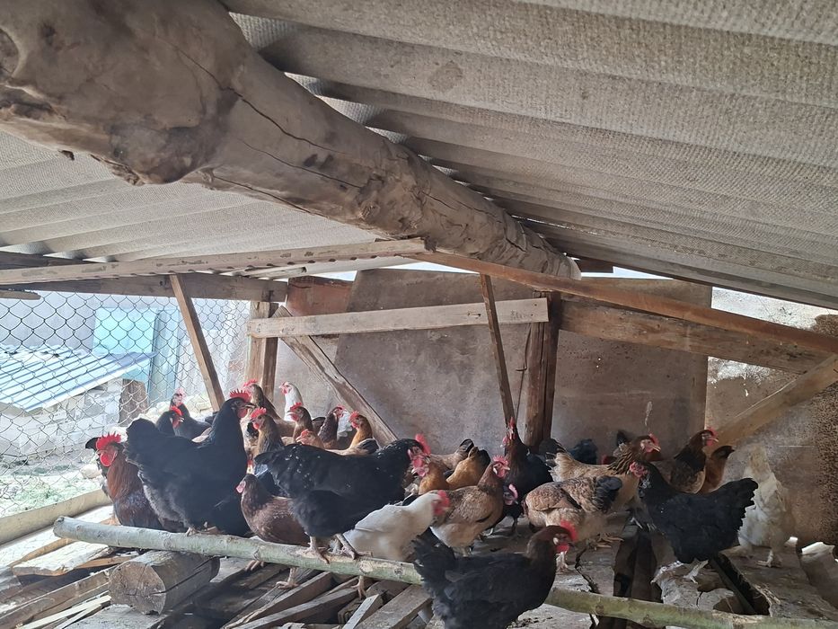 Товуклар сотилади