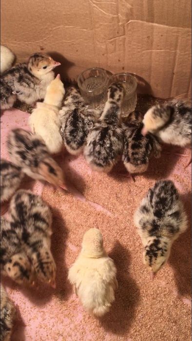 Балапандар/ Птенчики