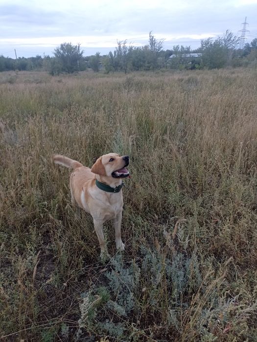 Лабрадор Ретвирер