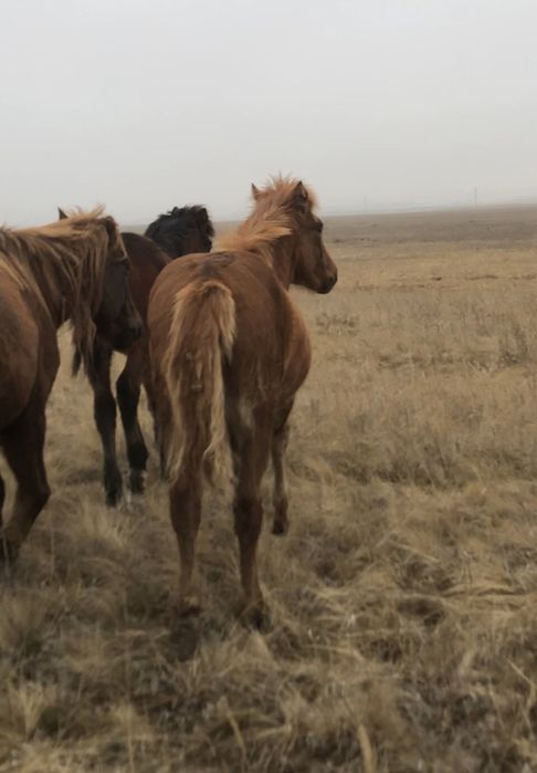 Продам жабагы оптом