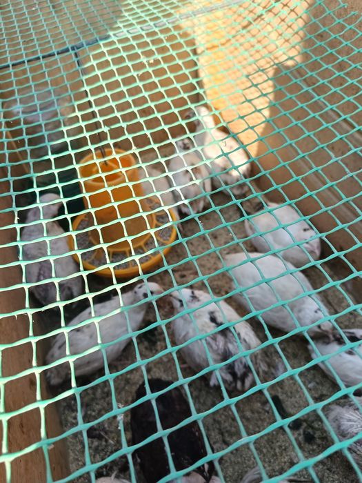 Продаю перепелок