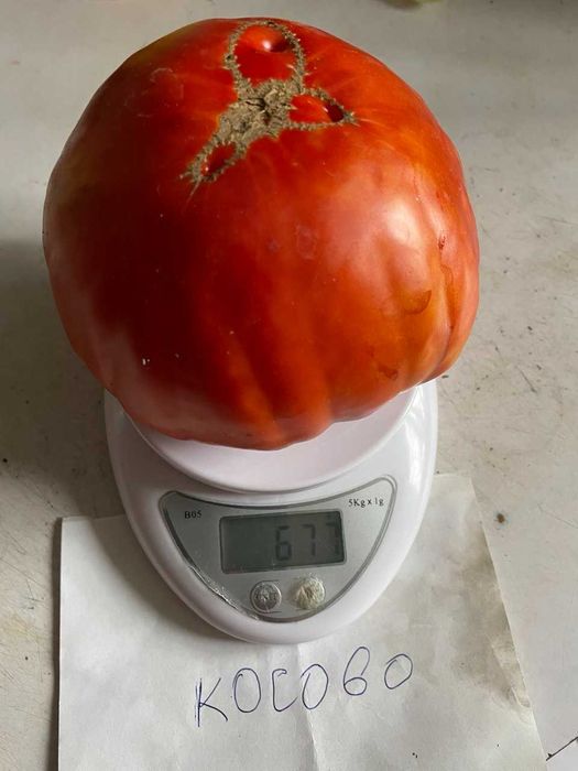 Коллекционные семена томатов