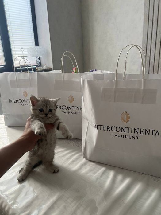 Котенок продается