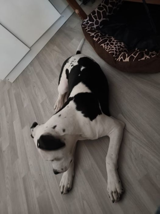 ЩЕНОК Американского стаффорда