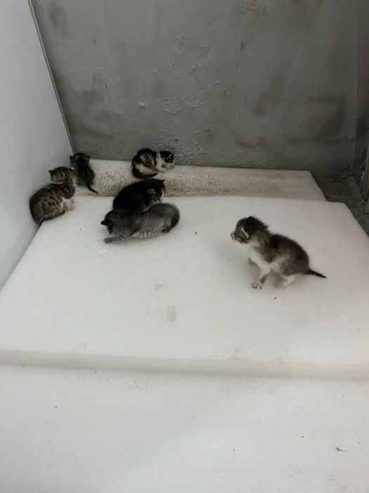 котята в добрые руки