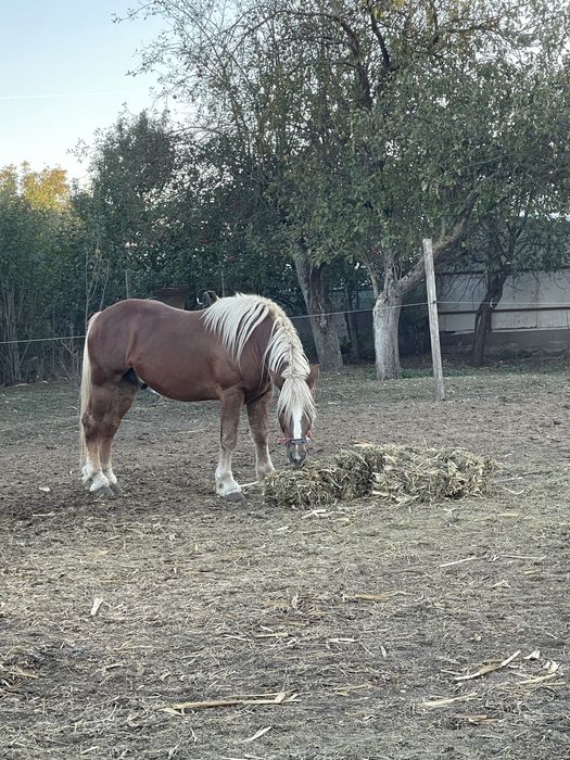 Vand armasar de 4 ani semi greu