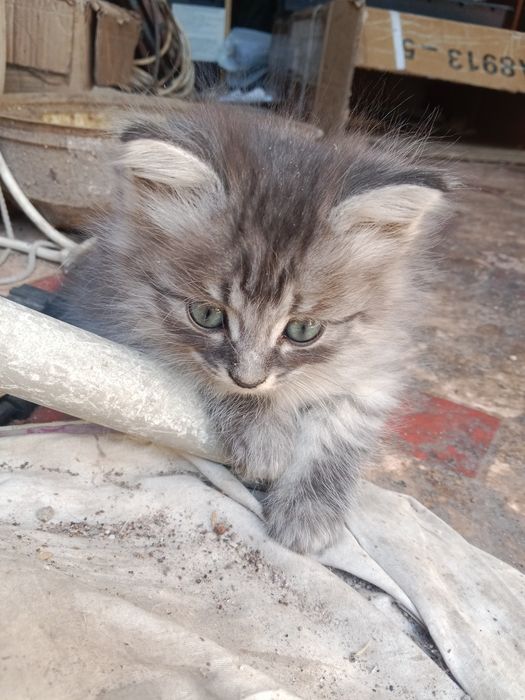 Котята котята котята !