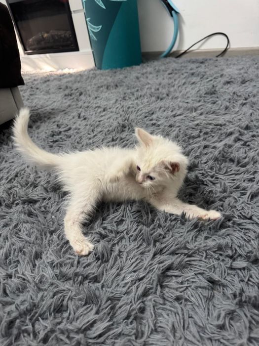 Отдадим бесплатно кошечку