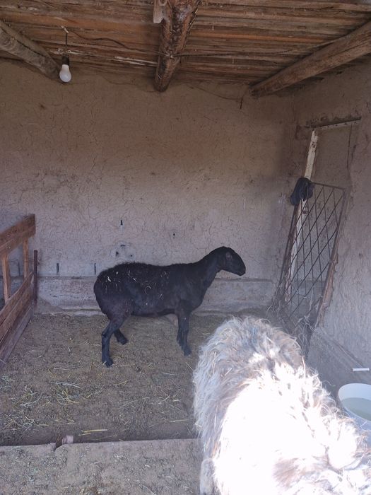 Продаётся бараны