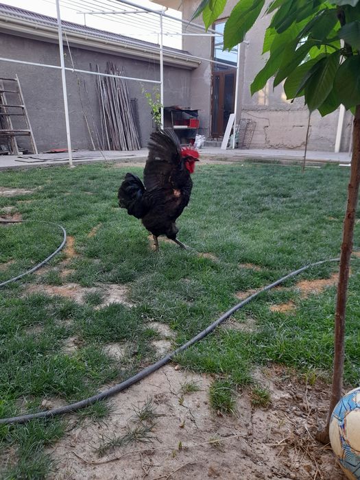 Хуроз кора шагзода